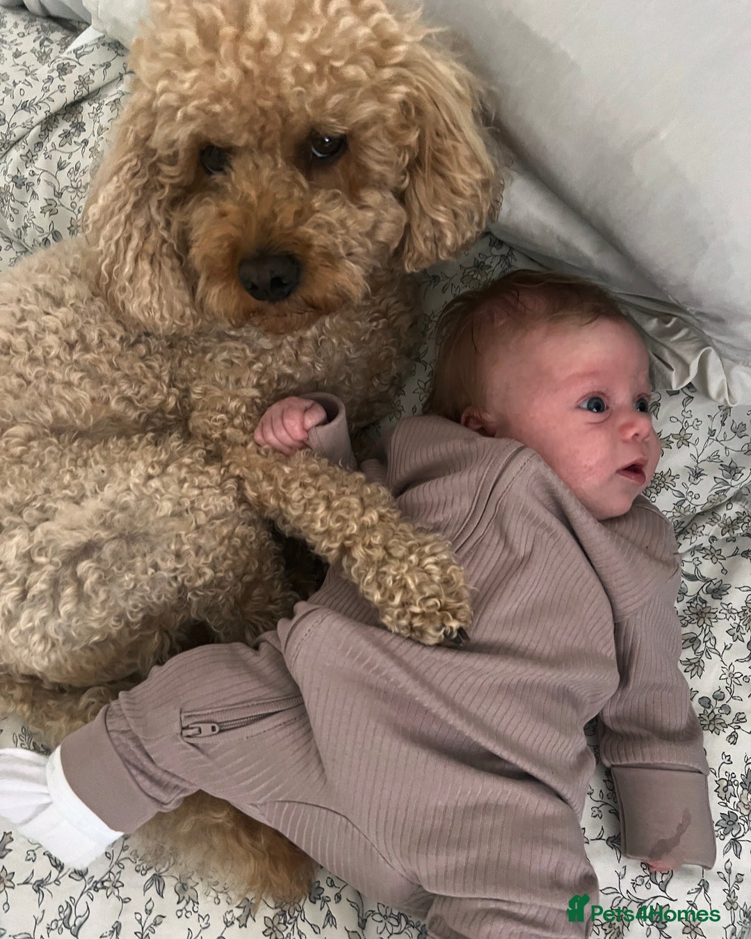 Cavapoo dogs for sale: Cavapoo for rehoming - Advert 2