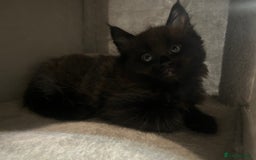 Maine Coon cats for sale: XL Maine Coon Kittens - Image 4