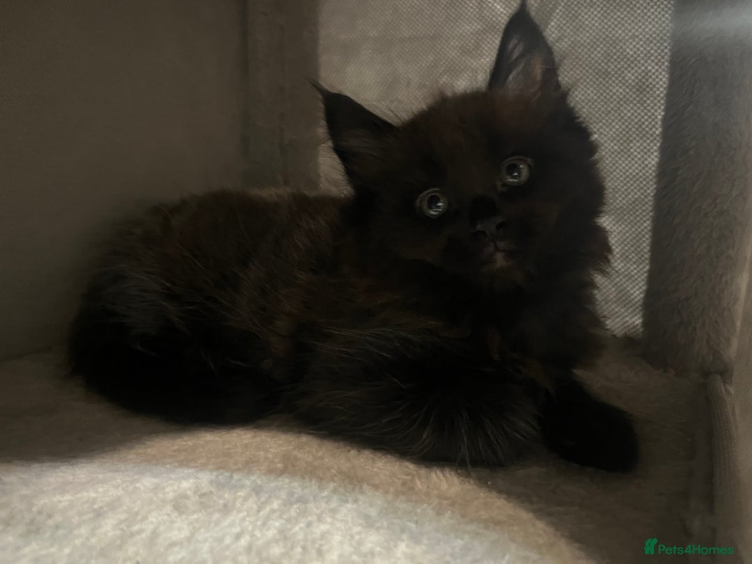 Maine Coon cats for sale: XL Maine Coon Kittens - Image 4