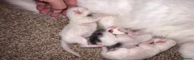 Mixed Breed 1