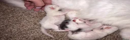 Mixed Breed cats for sale: Ragdoll X kittens for sale  - Advert 3