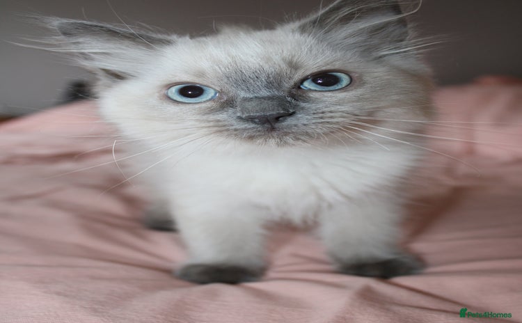 Ragdoll cats - Advert 9