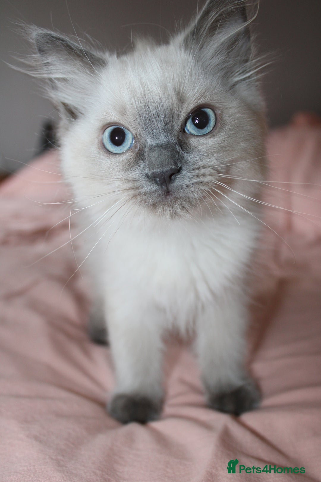 Ragdoll cats for sale: Purebred Ragdoll  - Image 1