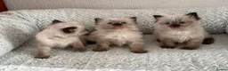 Ragdoll cats for sale: Ragdoll Liliac  - Advert 2