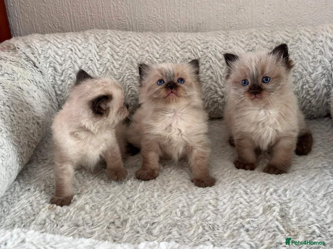 Ragdoll cats for sale: Ragdoll Liliac  - Advert 2