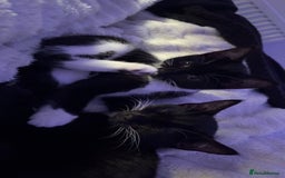 Mixed Breed cats for sale: 2 twin girls - Image 5