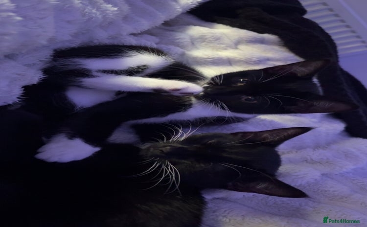 Mixed Breed cats - Advert 1