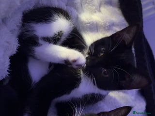 Mixed Breed cats - Advert 1