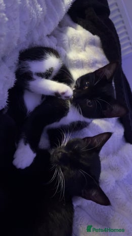 Mixed Breed cats - Advert 1