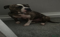 Old Tyme Bulldog dogs for sale: Poppy - Image 6