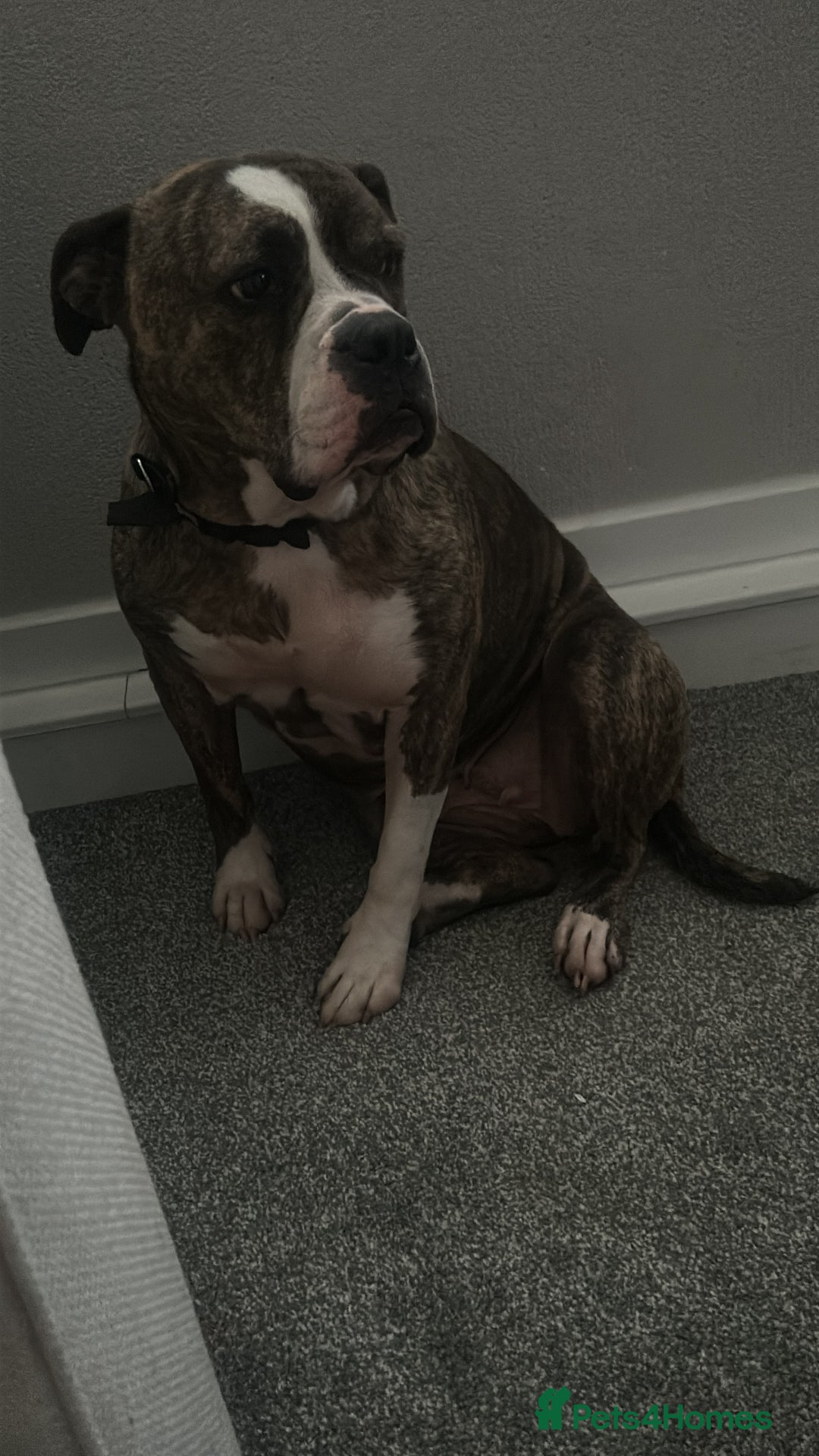 Old Tyme Bulldog dogs for sale: Poppy - Image 6
