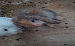 Mini Lop rabbits for sale: 6 beautiful mini lops both male amd female - Image 2