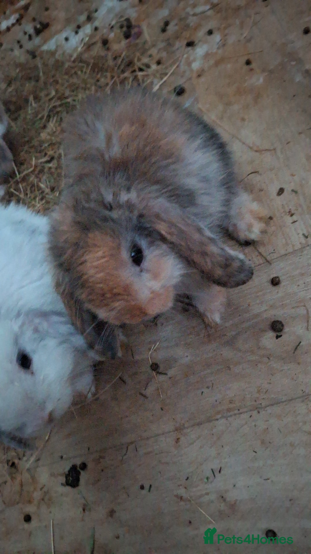 Mini Lop rabbits for sale: 6 beautiful mini lops both male amd female - Image 2