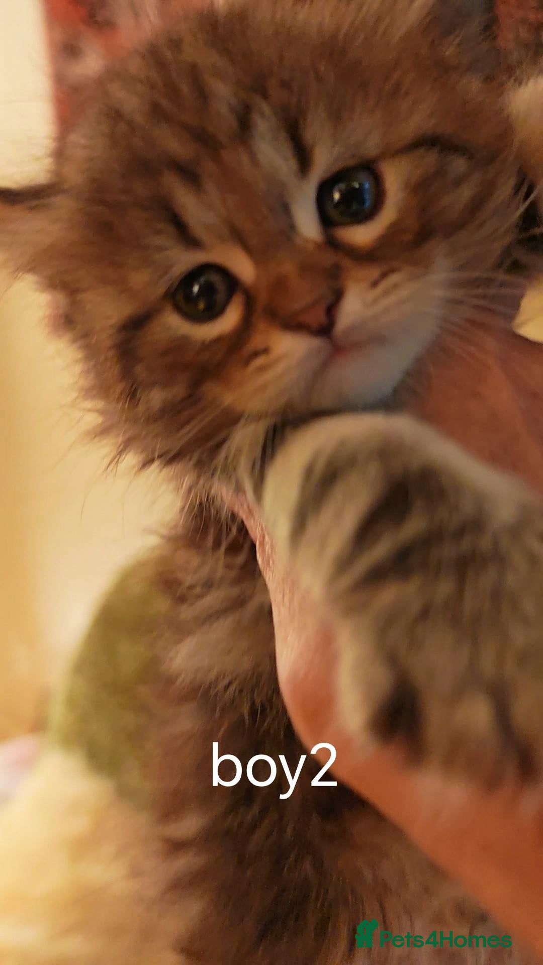 Siberian cats Pure Traditonal Siberian from GCCF parents - Advert 1