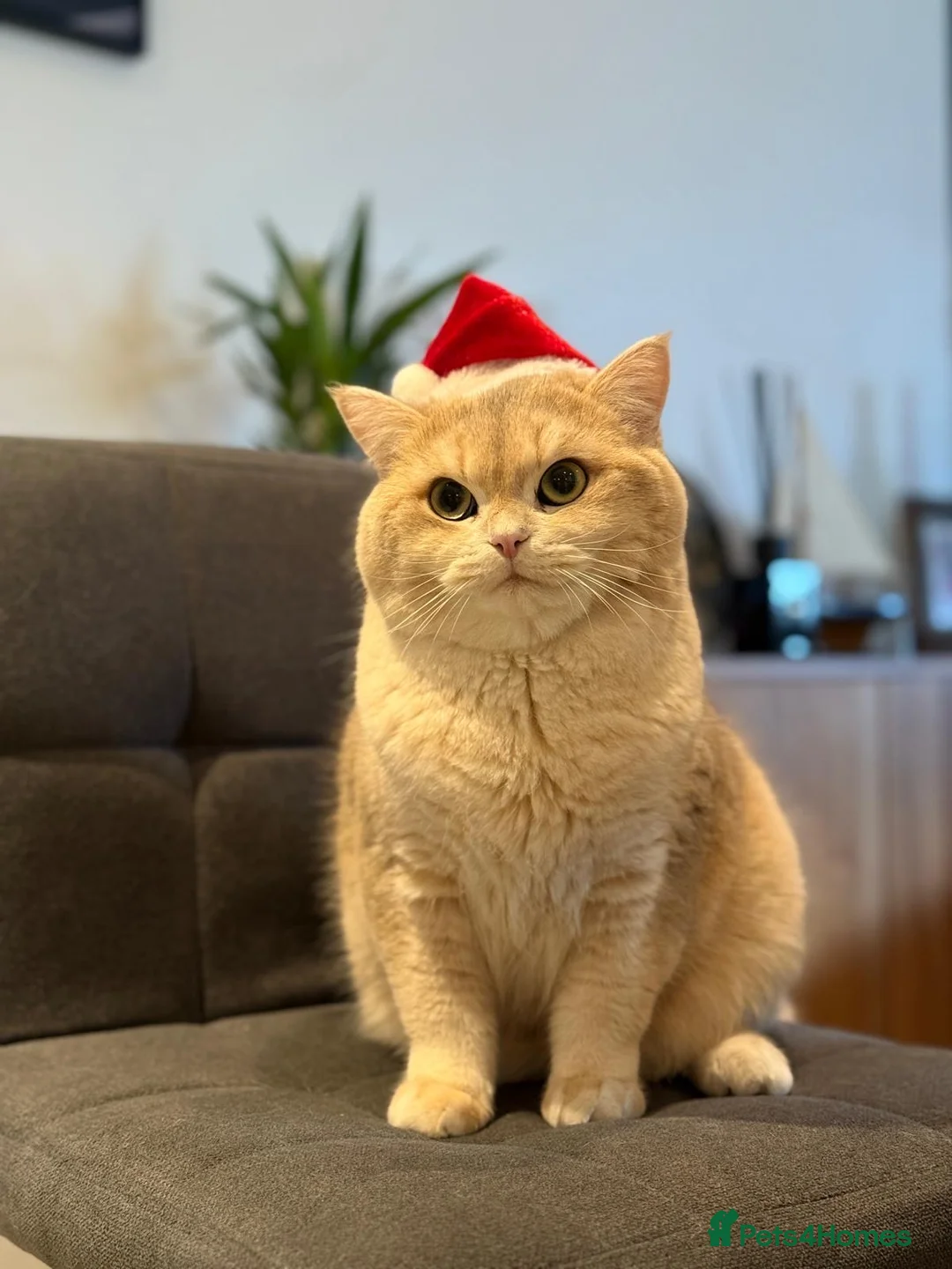 British Shorthair cats for stud: Leo looking for girls  in Edinburgh - Advert 9