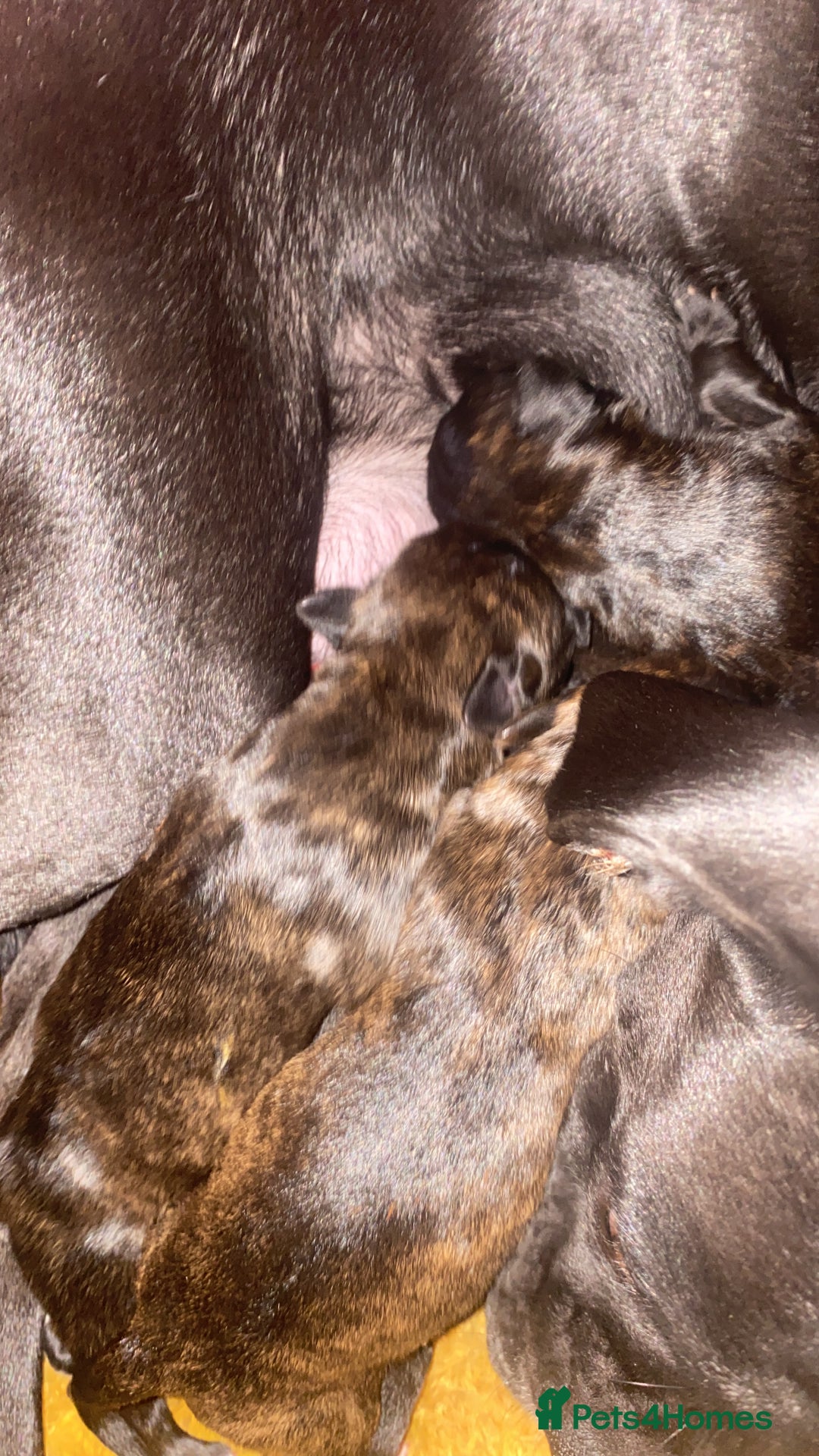 Mixed Breed dogs for sale: 🤩 mum kc boxer dad mini boxer 5 pups rare 🤩 - Advert 11