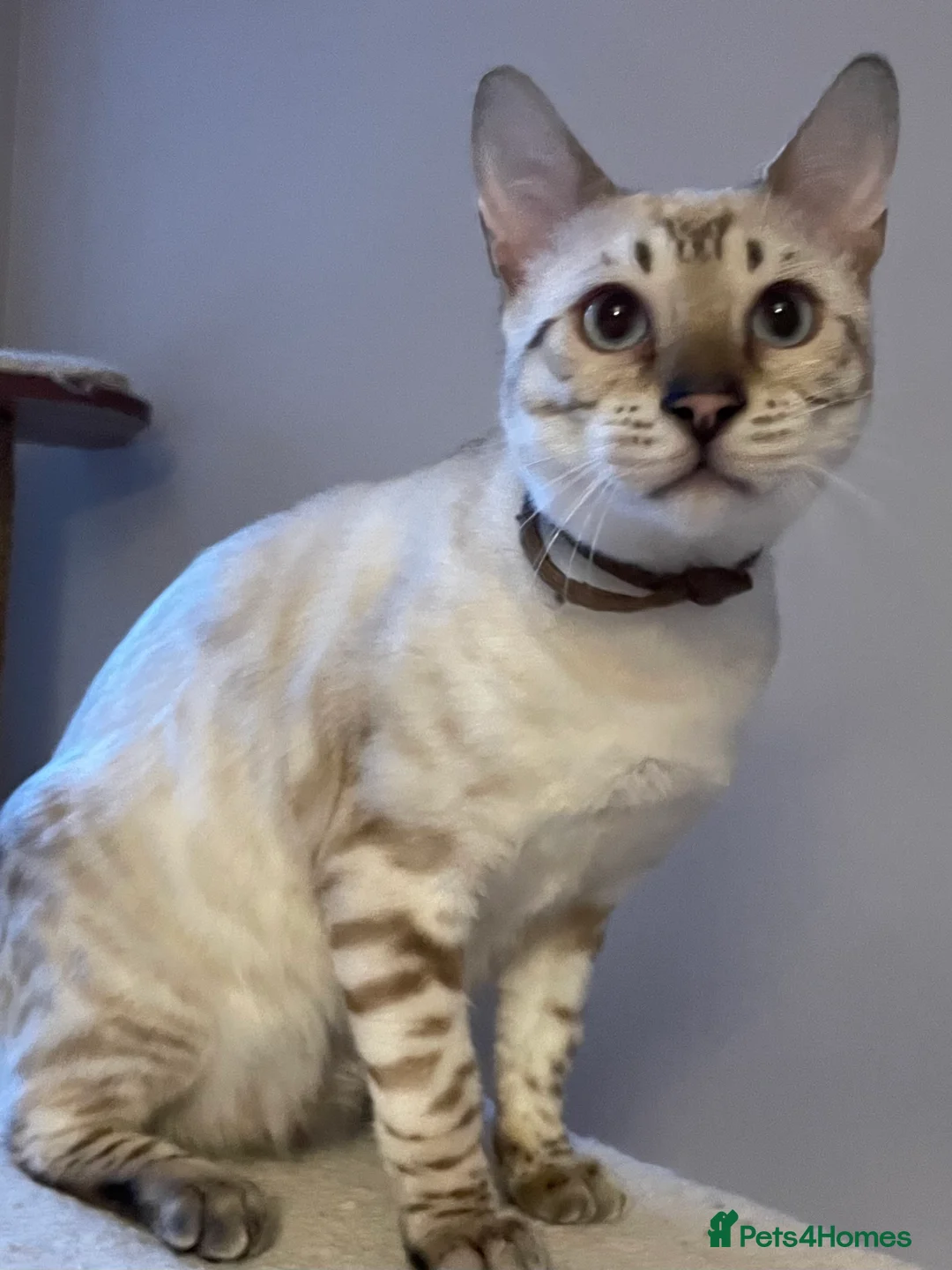 Bengal cats for sale: Outstanding pedigree Bengals - Advert 17