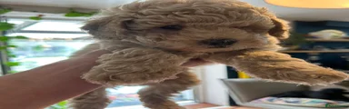 Toy Poodle 1