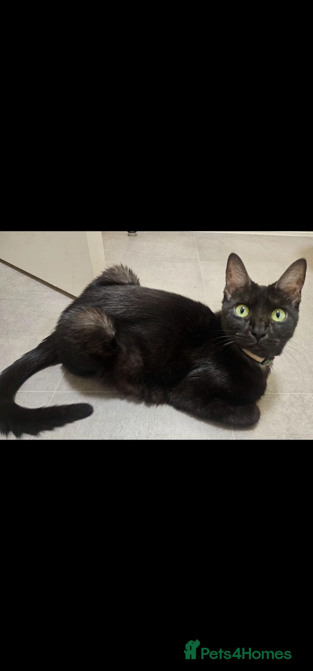 Mixed Breed cats for sale: Bengal/siamese kittens  - Advert 2