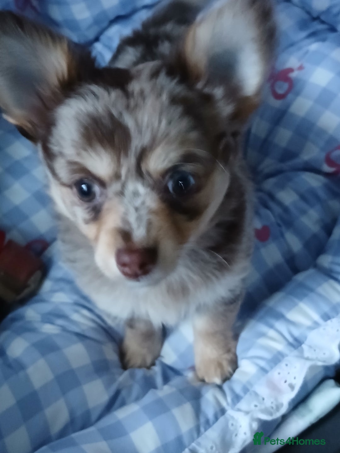 Chihuahua dogs for sale: Rare!! chocolate merle girl and black n tan boy - Advert 3