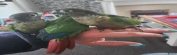 Conures birds for sale: Handreared conures - Advert 18