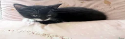 Mixed Breed cats for sale: Beautiful kitten looking for his forever home  - Advert 4