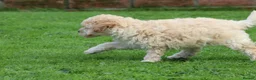 Poochon dogs for sale: Beautiful Poochon puppies for sale  - Advert 17