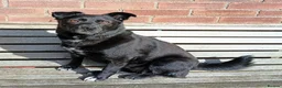 Mixed Breed dogs for adoption: Sooty for adoption in Bedford - Advert 3