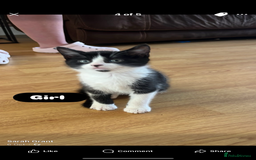 Mixed Breed cats for sale: Kittens - Image 4