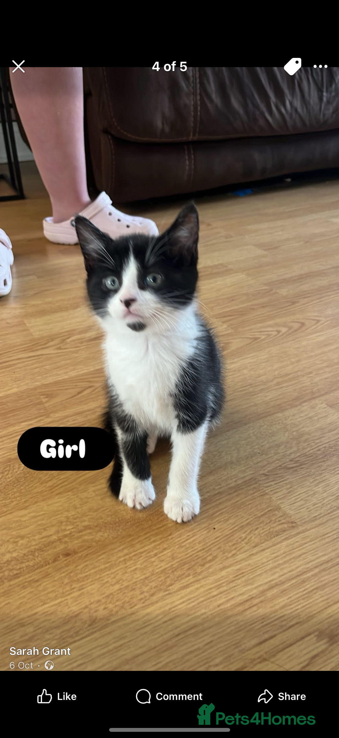 Mixed Breed cats for sale: Kittens - Image 4
