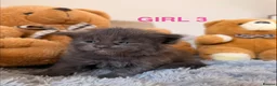 Maine Coon cats for sale: SHOW QUALITY MAINE COON KITTENS  - Advert 4