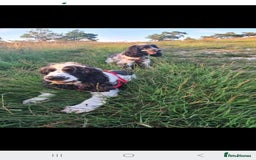 Cocker Spaniel dogs for sale: Show type Cocker Spaniels  - Image 3