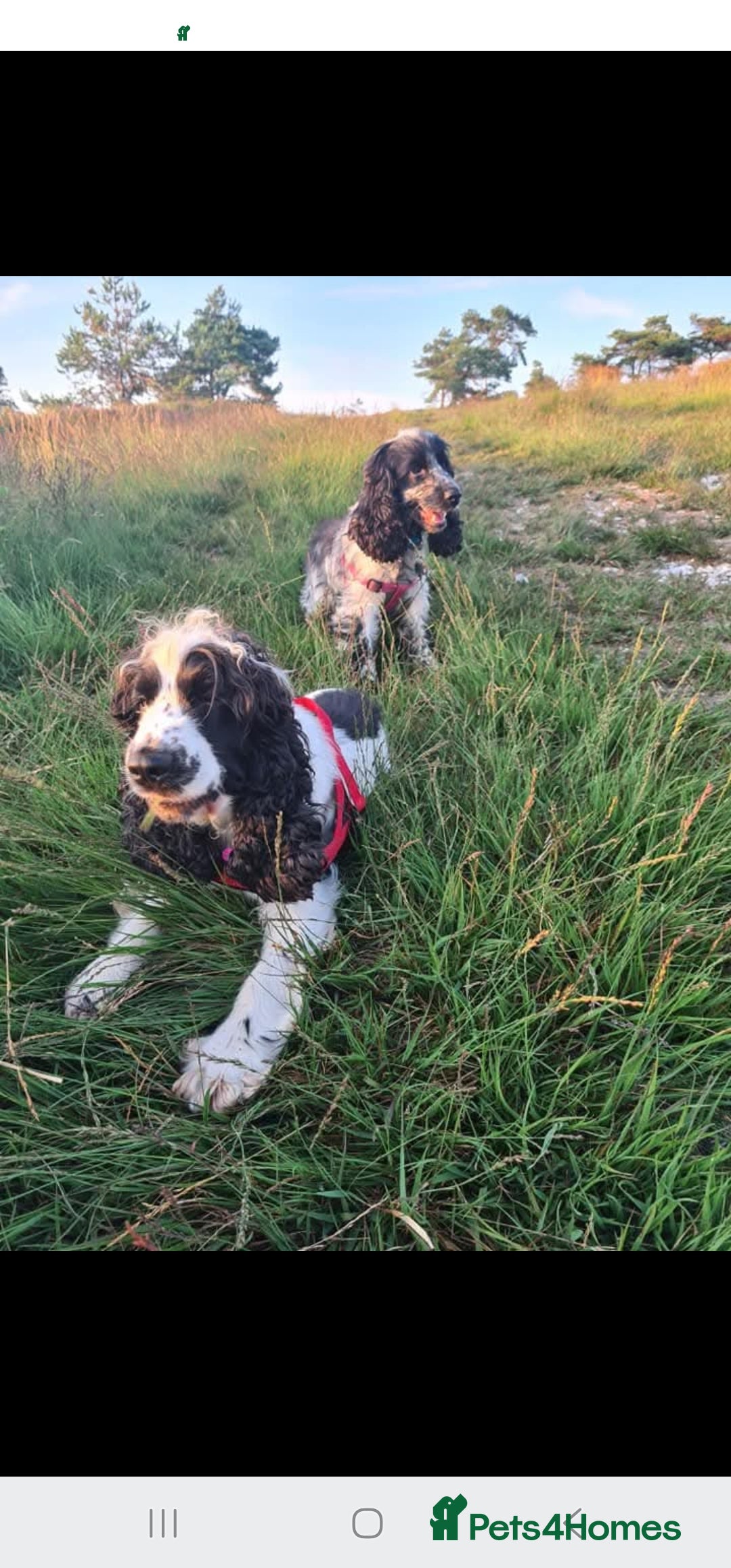 Cocker Spaniel dogs for sale: Show type Cocker Spaniels  - Image 3