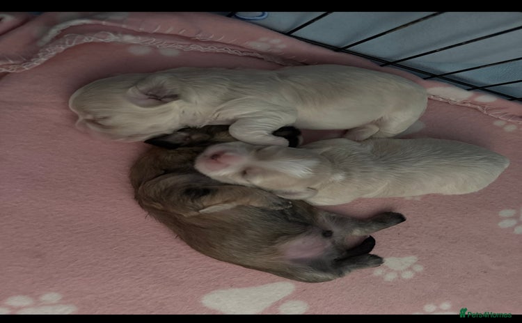 Mixed Breed dogs - Advert 2