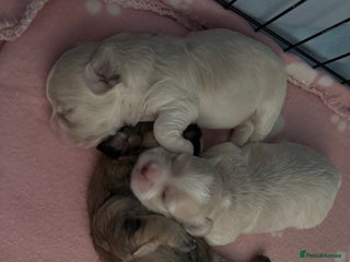 Mixed Breed dogs - Advert 7