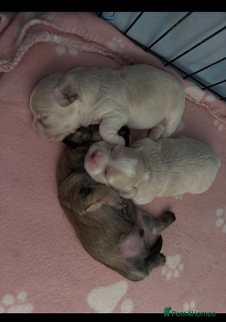 Mixed Breed dogs - Advert 1