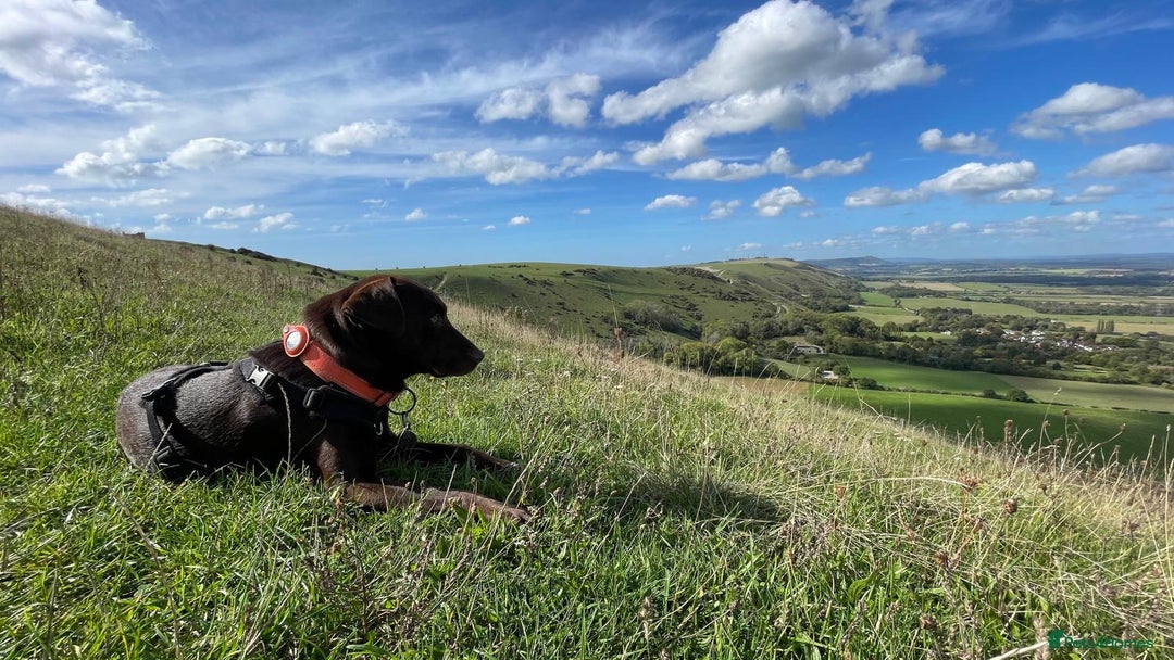 Mixed Breed dogs for adoption: Poppi chocolate Lab cross pointer - Advert 5