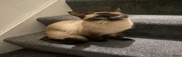 Ragamese cats for sale: 🐾 Gorgeous Ragamese Kittens  in Nottingham - Advert 1