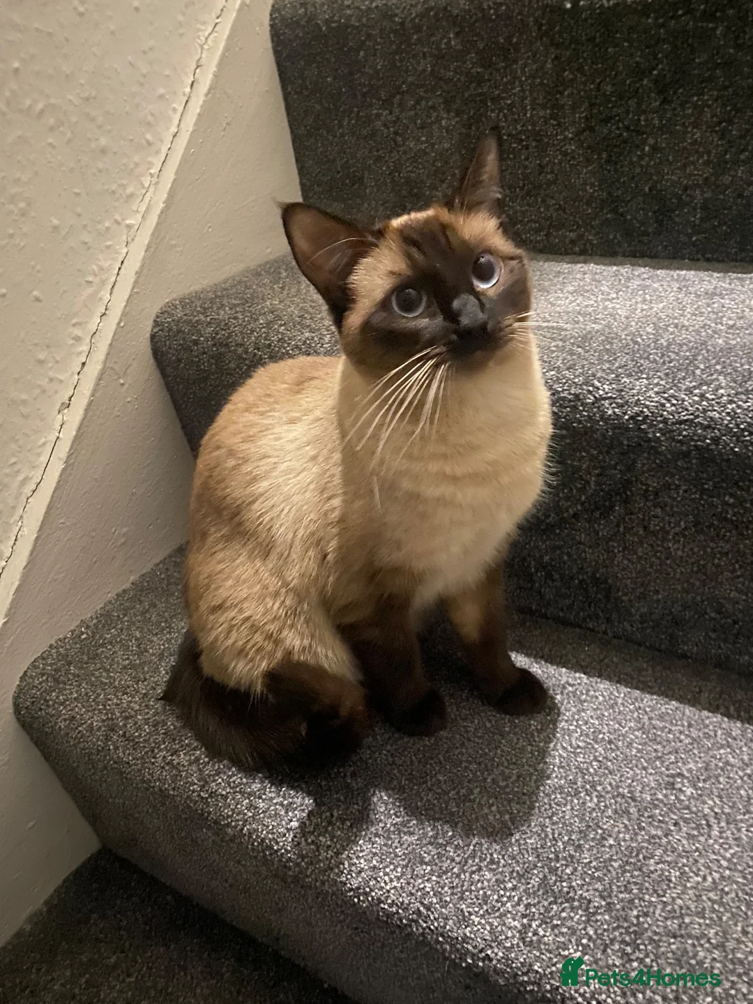 Ragamese cats for sale: 🐾 Gorgeous Ragamese Kittens  in Nottingham - Advert 1