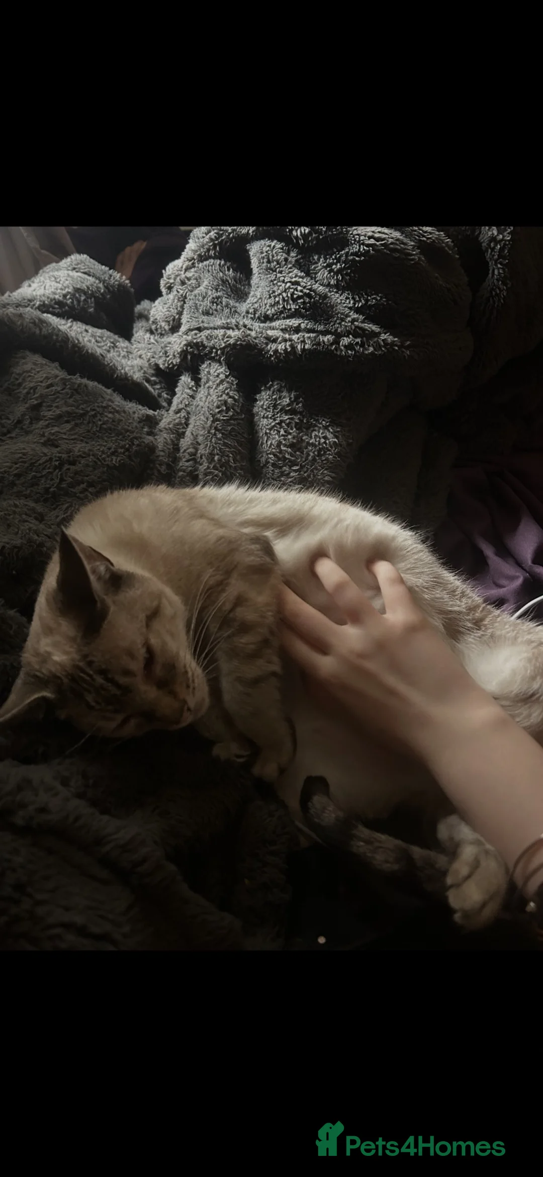 Bengal cats for sale: Females/single person/farm cat in Abergele - Advert 4