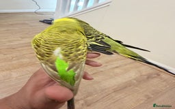 Budgerigars birds for sale: Budgies with cage - Advert 4