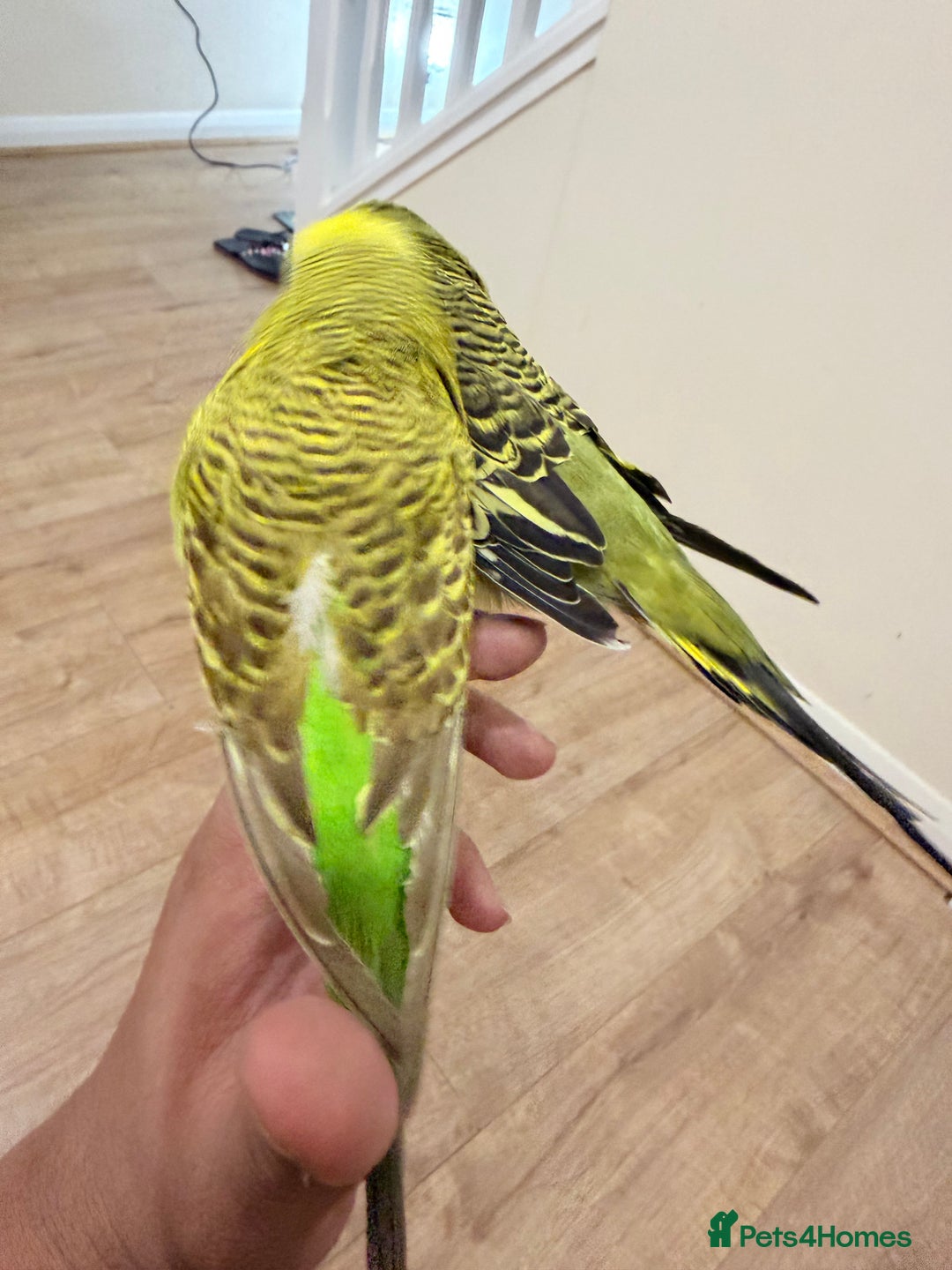 Budgerigars birds for sale: Budgies with cage - Advert 4