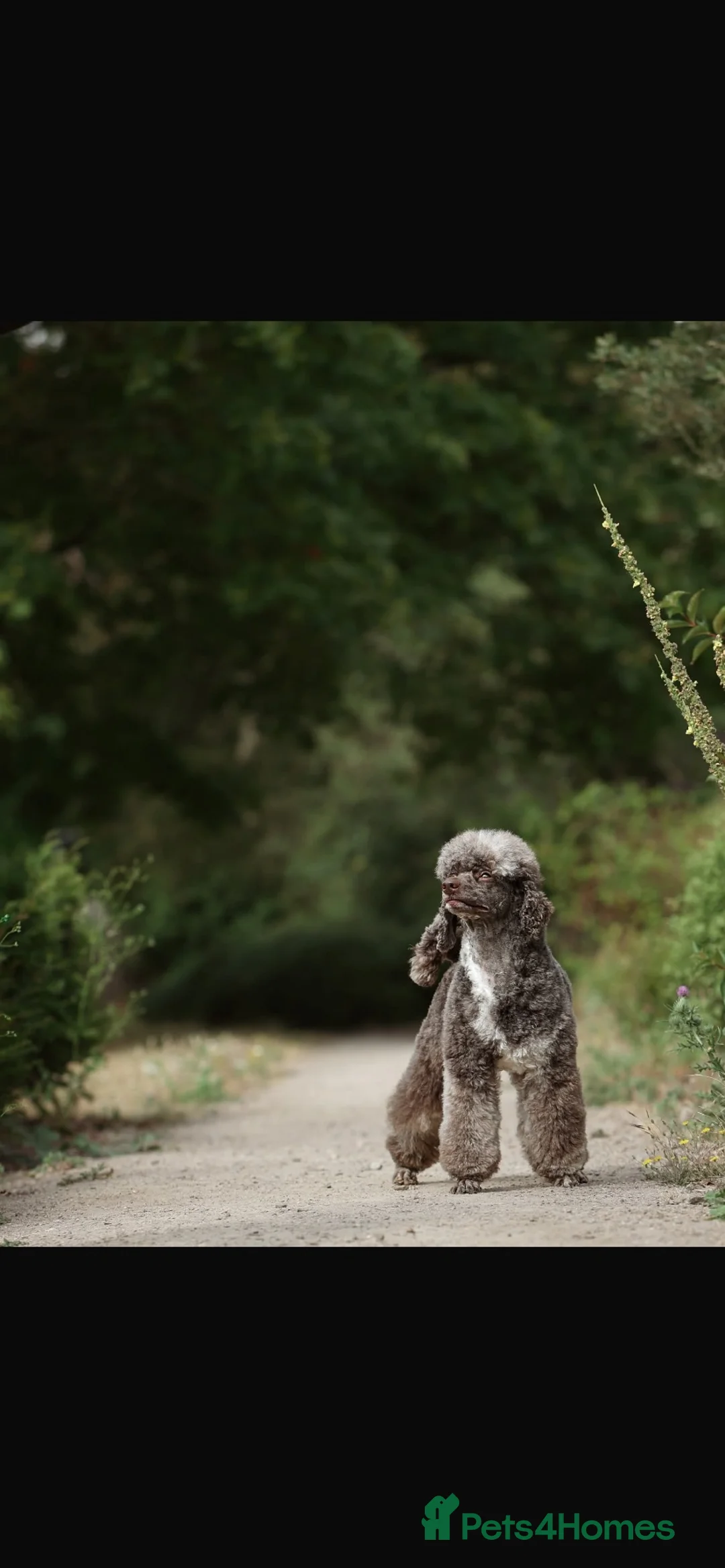 Cockapoo dogs for sale: Outstanding F1 Cockerpoo PuppiesExceptional Colour in Aylesford - Advert 2