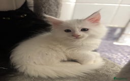 Maine Coon cats for sale: 2 Mainecoon pedigree kitten - Image 33