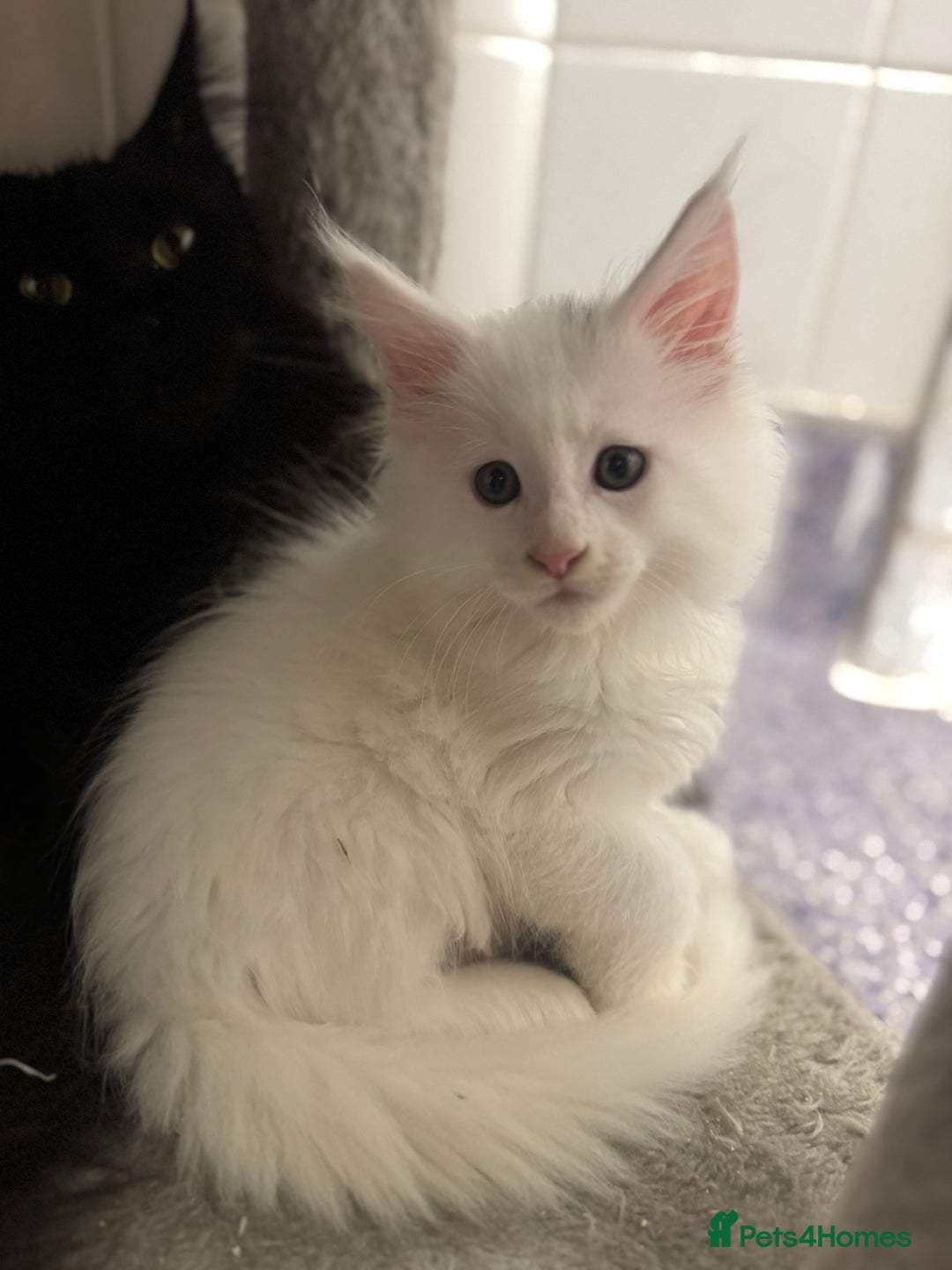 Maine Coon cats for sale: 2 Mainecoon pedigree kitten - Image 33