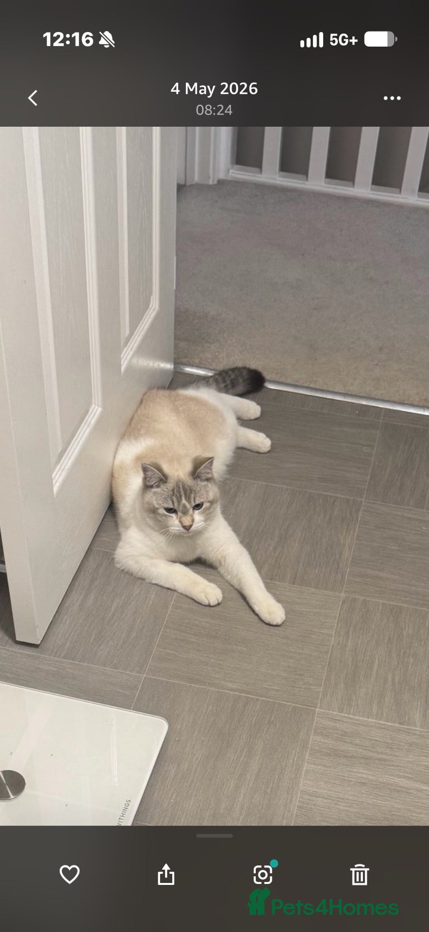 British Shorthair cats Scottish fold for rehoming  - Advert 1
