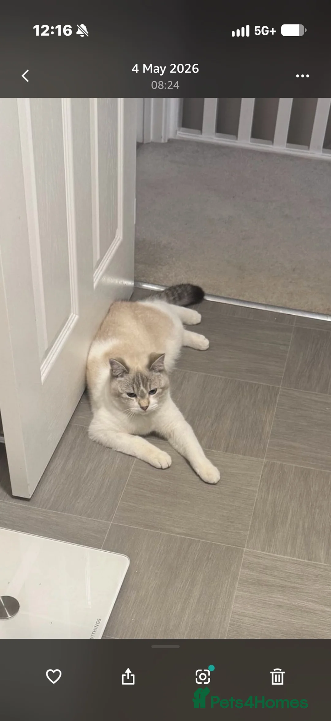 British Shorthair cats for sale: Scottish fold for rehoming  - Advert 1
