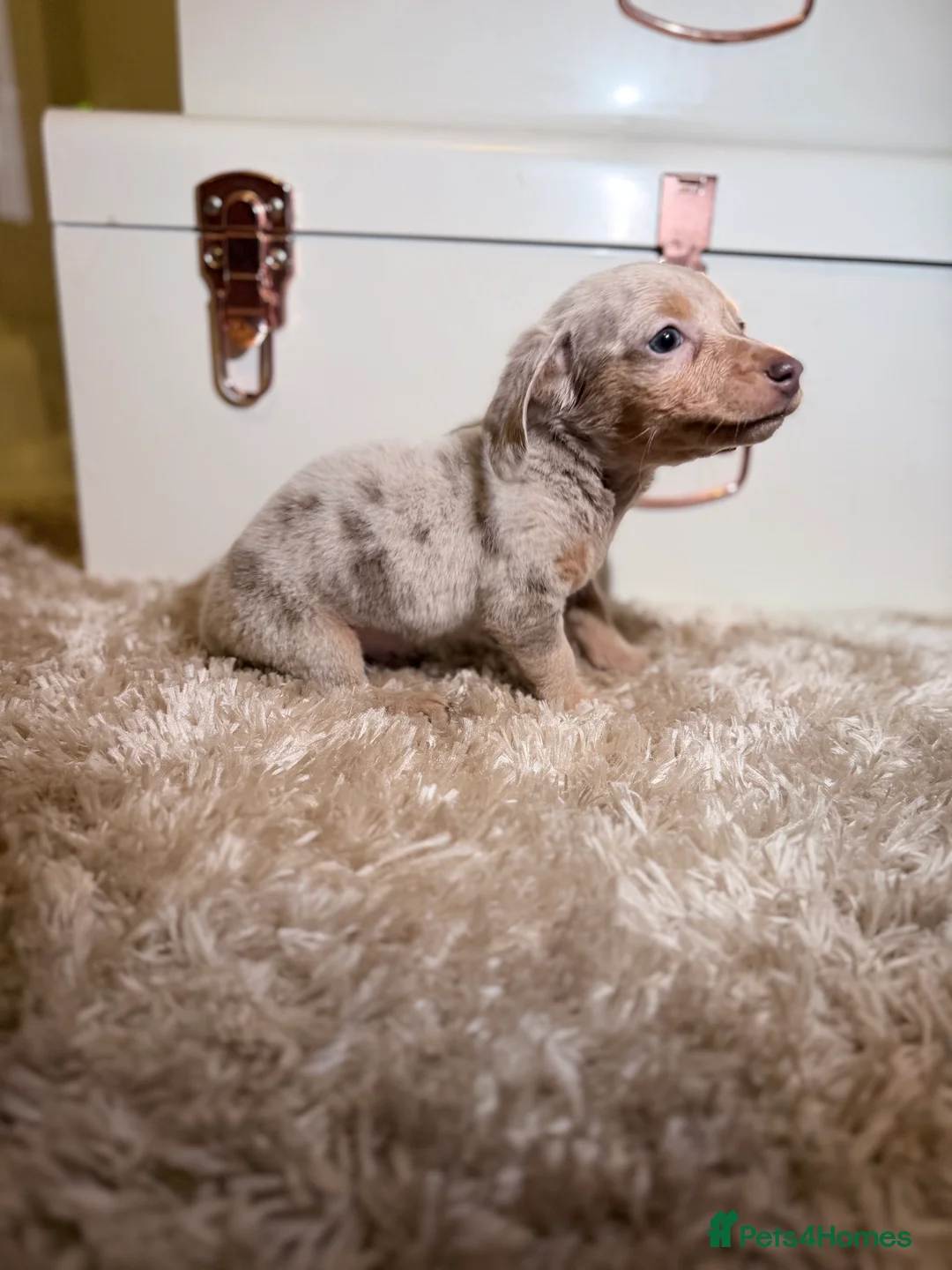 Miniature Dachshund dogs for sale: Miniature Dachshund  - Advert 2