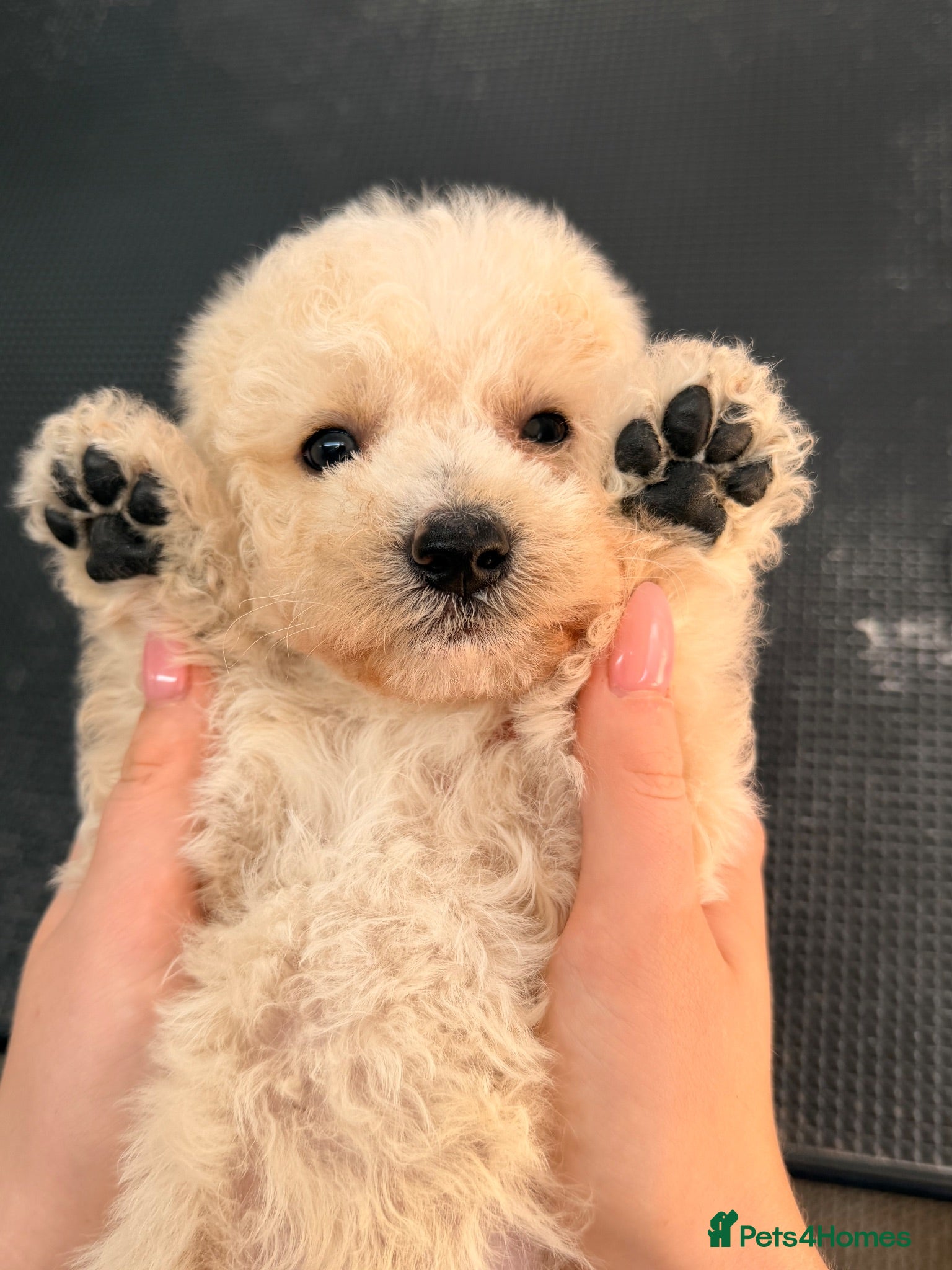Labradoodle dogs DNA health tested parents of stunning labradoodles - Advert 14