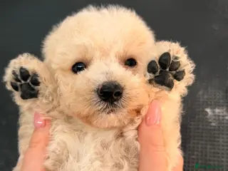 Labradoodle dogs DNA health tested parents of stunning labradoodles - Advert 14